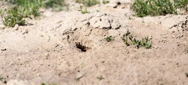 Díra Zemi Zvířat Přírodě — Stock fotografie