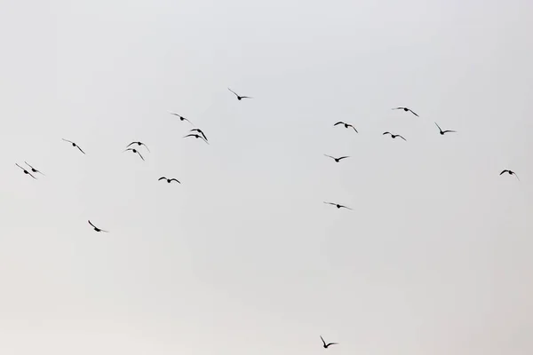 Flock Måsar Himlen Vid Solnedgången — Stockfoto