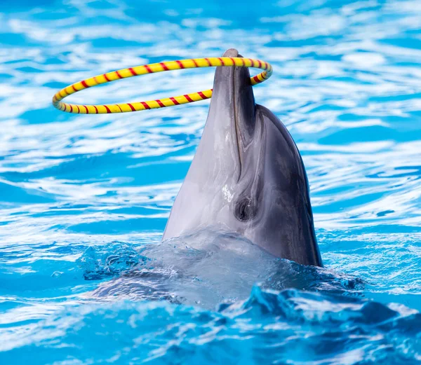 Dolfijn Draaiende Ring Het Zwembad Het Park Natuur — Stockfoto