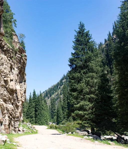 Bellissimo Albero Natale Montagna Estate — Foto Stock