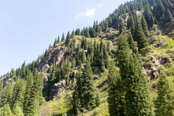 Bellissimo Albero Natale Montagna Estate — Foto Stock