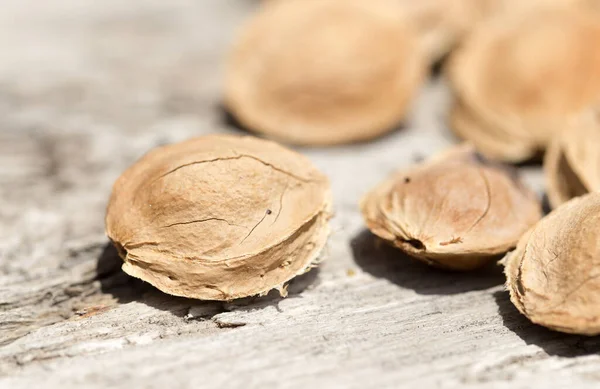 Nuts Apricots Background Park Nature — Stock Photo, Image