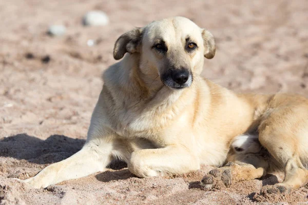 Hund Sanden Parken Naturen — Stockfoto