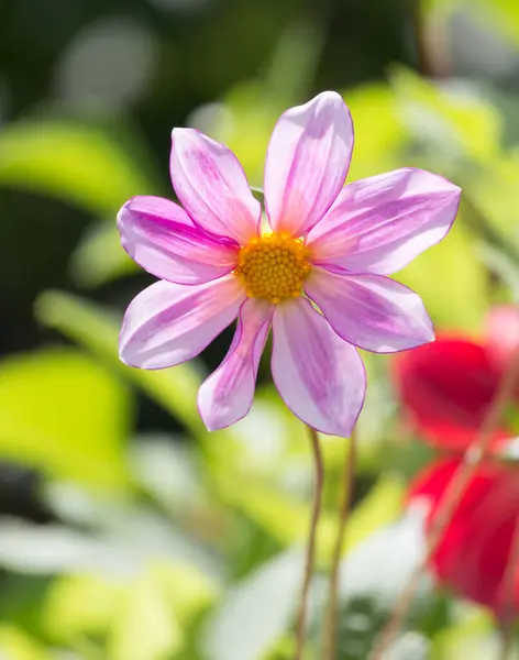 Doğada Güzel Mor Bir Çiçek Doğadaki Parkta — Stok fotoğraf