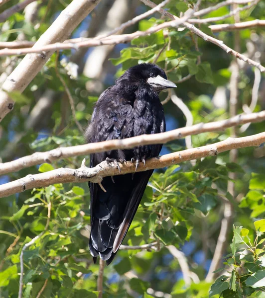 自然界中树上的黑乌鸦 — 图库照片