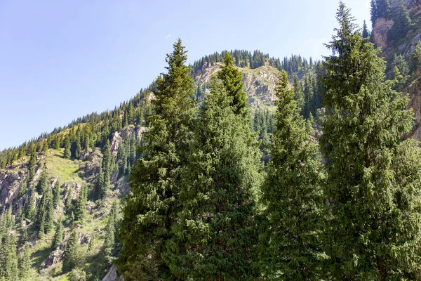 Beau Sapin Noël Dans Les Montagnes Été — Photo