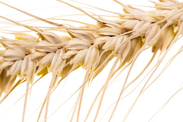 白い背景の小麦です マクロだ スタジオの写真 — ストック写真