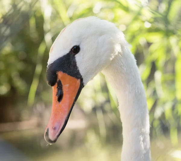 White Swan Zoo Park Nature — Stock Photo, Image