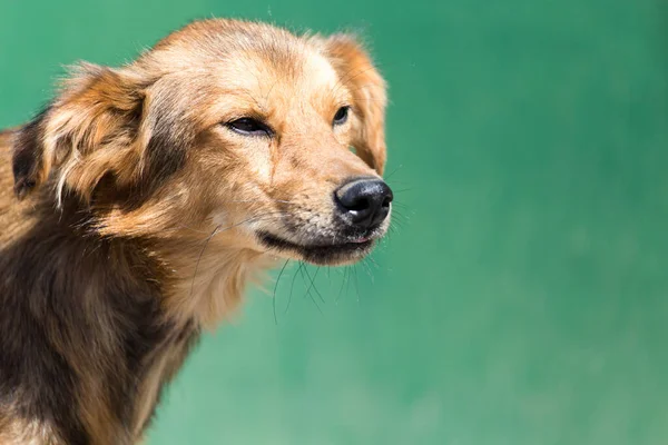 Dog Nature Park Nature — Stock Photo, Image