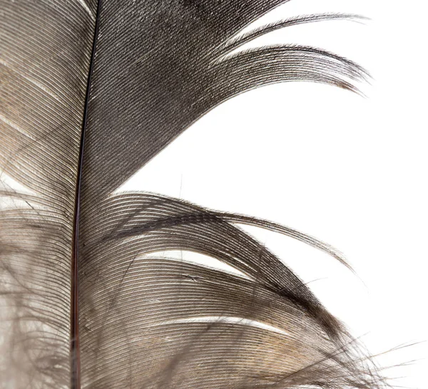 Beautiful Feather White Background Photos Studio — Stock Photo, Image