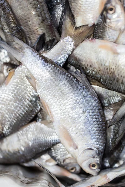 Poisson Salé Saumure Comme Fond Dans Parc Dans Nature — Photo