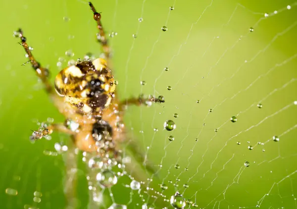 Kapky Vody Pavučině Pavoukem Přírodě — Stock fotografie