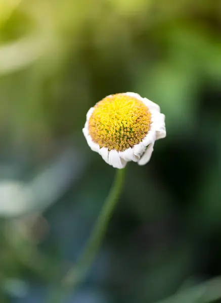 Gammal Tusenårig Blomma Naturen Parken Naturen — Stockfoto