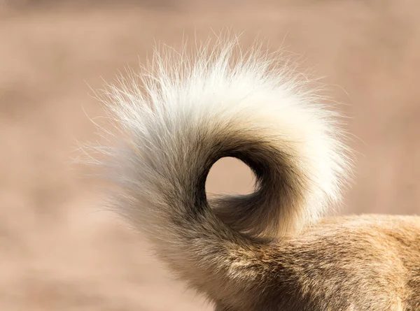 Собачий Хвост Парке Природе — стоковое фото