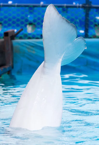 Svans Vit Delfin Poolen Parken Naturen — Stockfoto