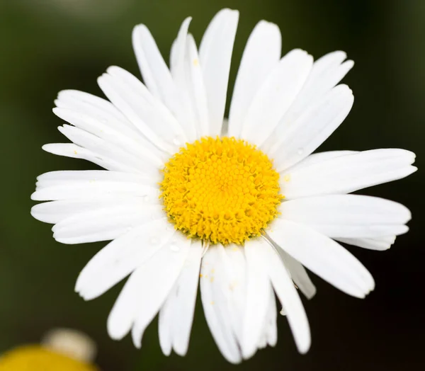 Schöne Weiße Blume Der Natur Park Der Natur — Stockfoto