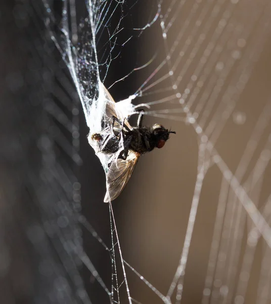 Comiendo Araña Web Macro Parque Naturaleza — Foto de Stock