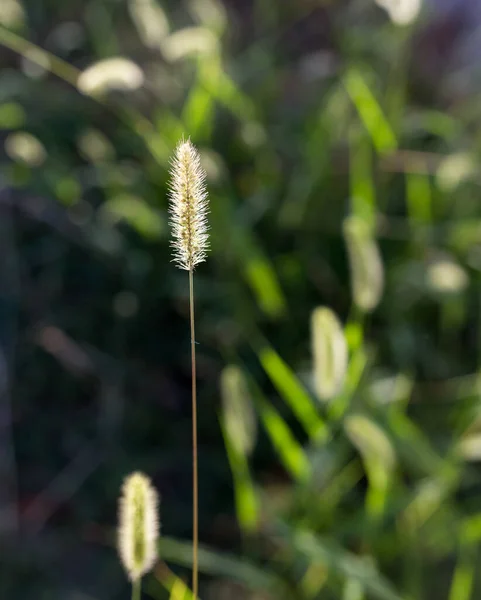 Ears Corn Green Grass — Stock Photo, Image