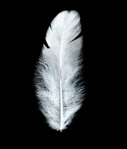 Pluma Blanca Sobre Fondo Negro Fotos Estudio —  Fotos de Stock