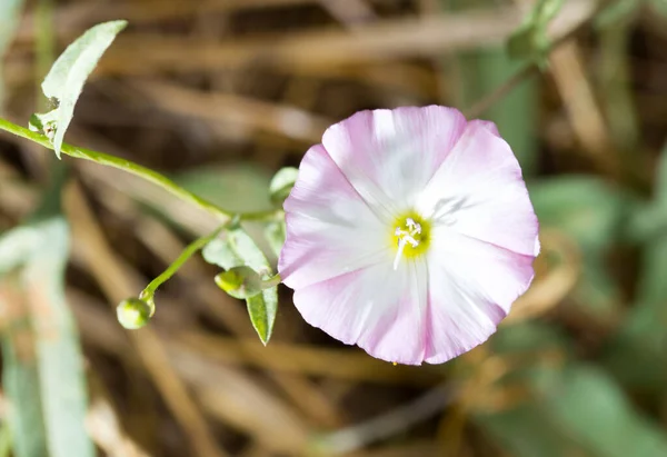 Hermosa Flor Blanca Naturaleza Parque Naturaleza —  Fotos de Stock