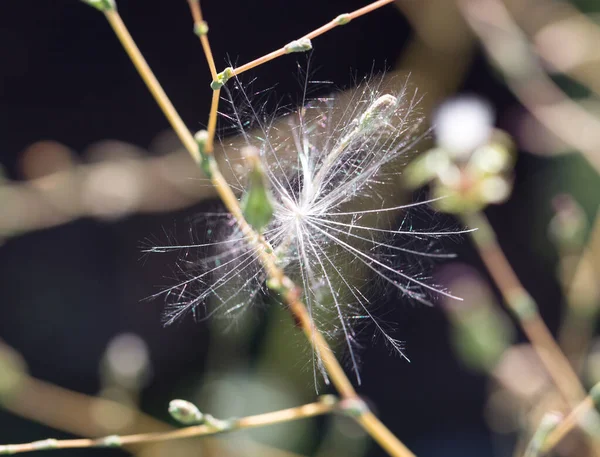 Paardenbloem Pluis Van Aard Het Park Natuur — Stockfoto