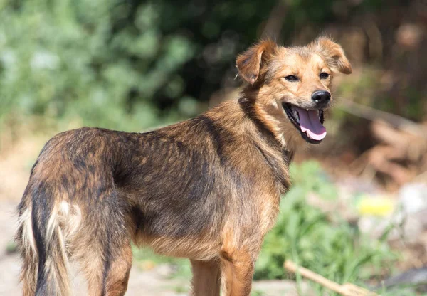 Dog Nature Park Nature — Stock Photo, Image