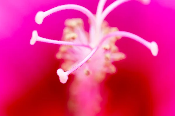 Polline Fiore Rosso Macro Nel Parco Nella Natura — Foto Stock
