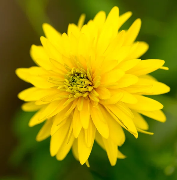 Vacker Gul Blomma Naturen Parken Naturen — Stockfoto