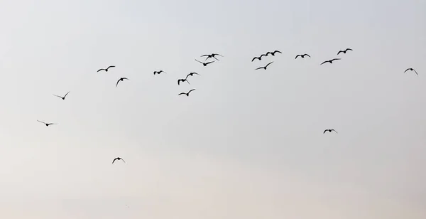 Flock Seagulls Sky Sent — стоковое фото