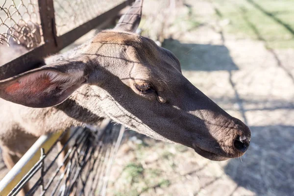 Cervo Dietro Una Recinzione Nello Zoo Nel Parco Nella Natura — Foto Stock