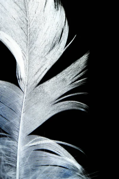 Feather Black Background Photos Studio — Stock Photo, Image