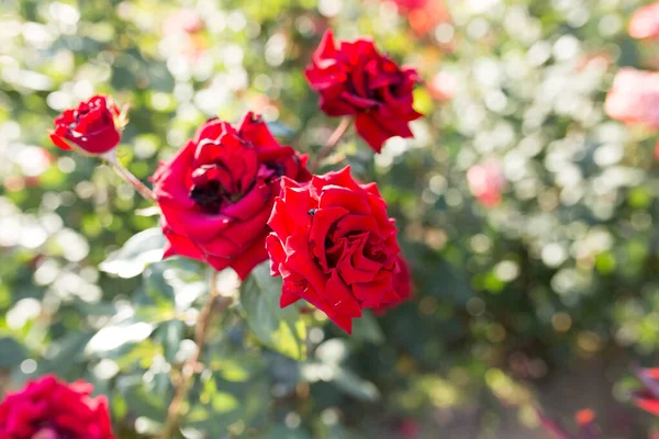 Rosa Roja Parque Sobre Naturaleza — Foto de Stock