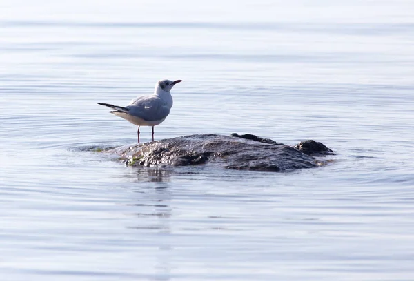 Gaivota Lago Natureza Parque Natureza — Fotografia de Stock