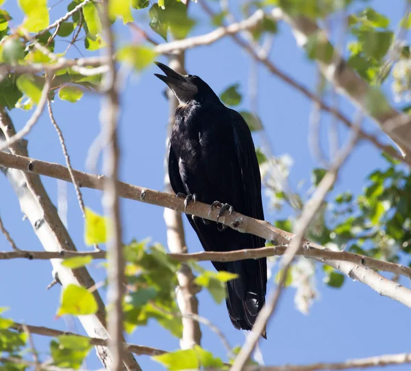 自然の中で木に黒いカラス — ストック写真