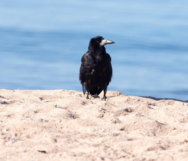 Black Crow Sand Park Nature — Stock Photo, Image