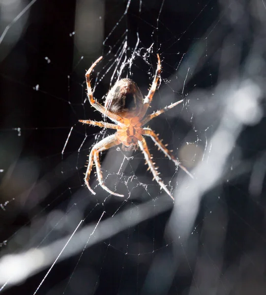 Spinne Auf Einem Netz Makro Park Der Natur — Stockfoto