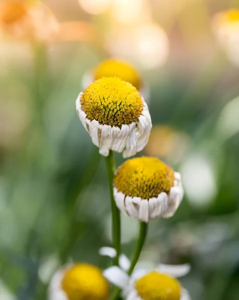 Vecchio Fiore Margherita Natura Nel Parco Nella Natura — Foto Stock