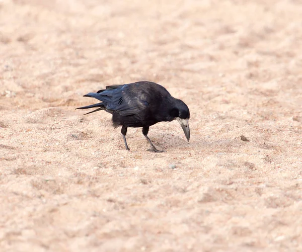 Черная Ворона Песке Парке Природе — стоковое фото