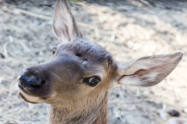 動物園の鹿 自然公園で — ストック写真