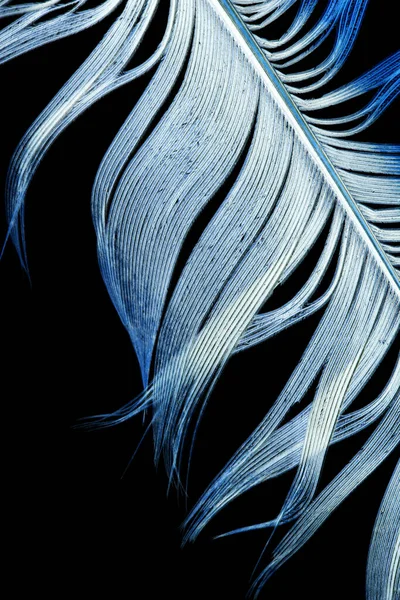 Plumes Bleues Sur Fond Noir Photos Studio — Photo