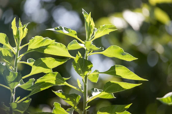 Foglie Verdi Sul Cespuglio All Aperto Nel Parco Nella Natura — Foto Stock