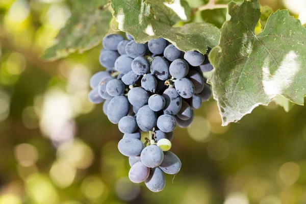 Черный Виноград Природе Парке Природе — стоковое фото