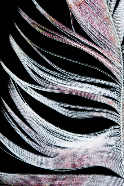 Feather Black Background Photos Studio — Stock Photo, Image