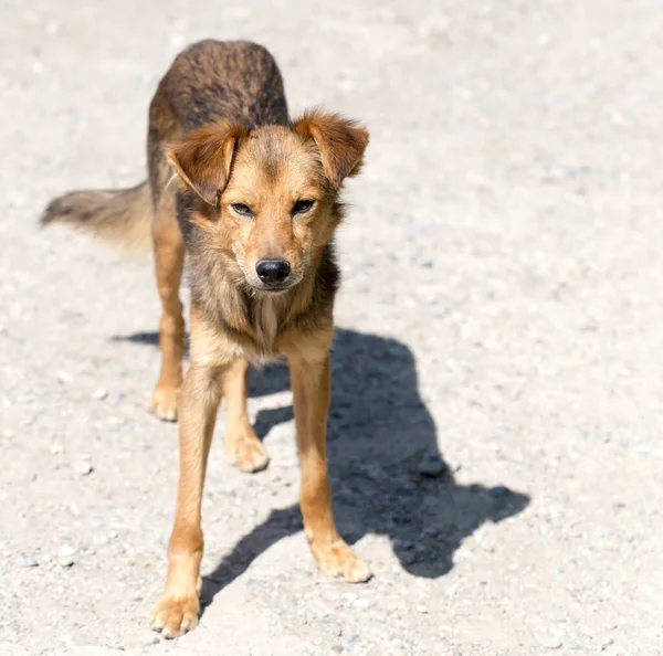 Perro Naturaleza Parque Naturaleza — Foto de Stock