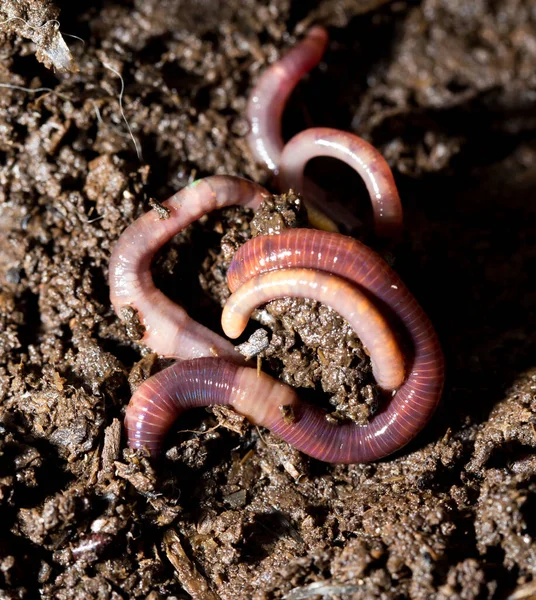 Rode Wormmest Macro Het Park Natuur — Stockfoto