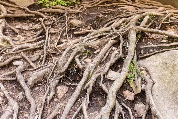 自然の中で大きな木の根 自然公園で — ストック写真