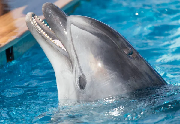 Dolphin in the pool . In the park in nature