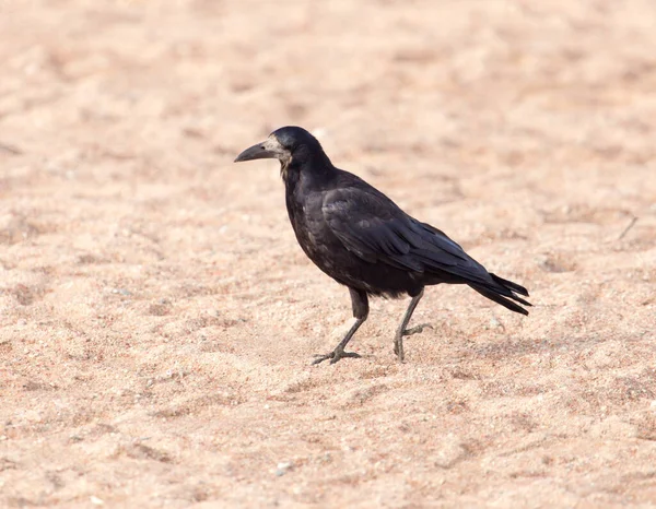 Corbeau Noir Sur Sable Dans Parc Dans Nature — Photo