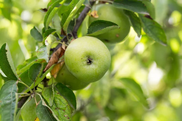 树上的绿色苹果 在大自然的公园里 — 图库照片