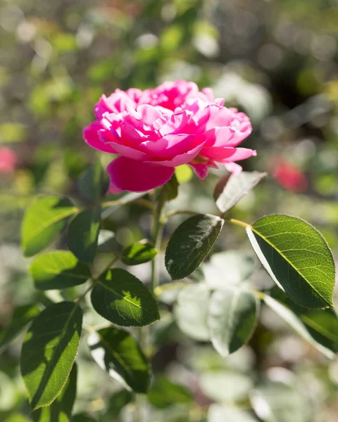 Όμορφο Ροζ Λουλούδι Στη Φύση Στο Πάρκο Στη Φύση — Φωτογραφία Αρχείου